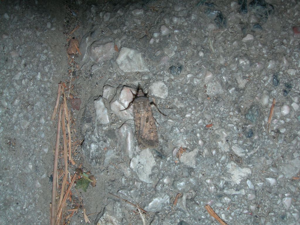 Noctuidae scuro da id.